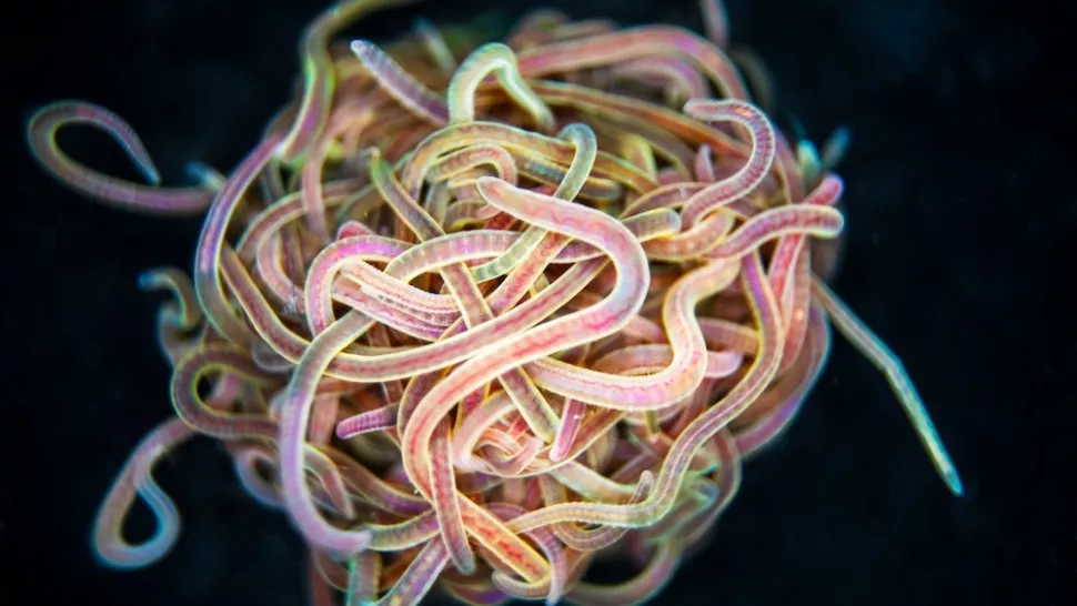 Клубок из тысяч червей может распутаться за доли секунды. Как?