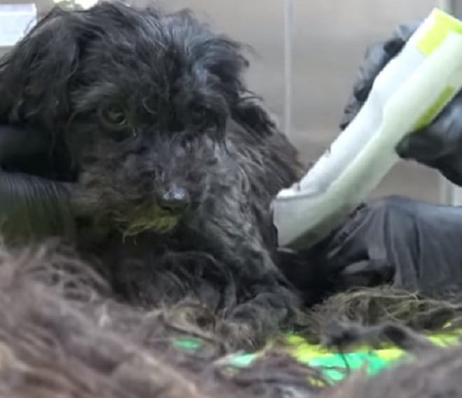 Собаку бреют