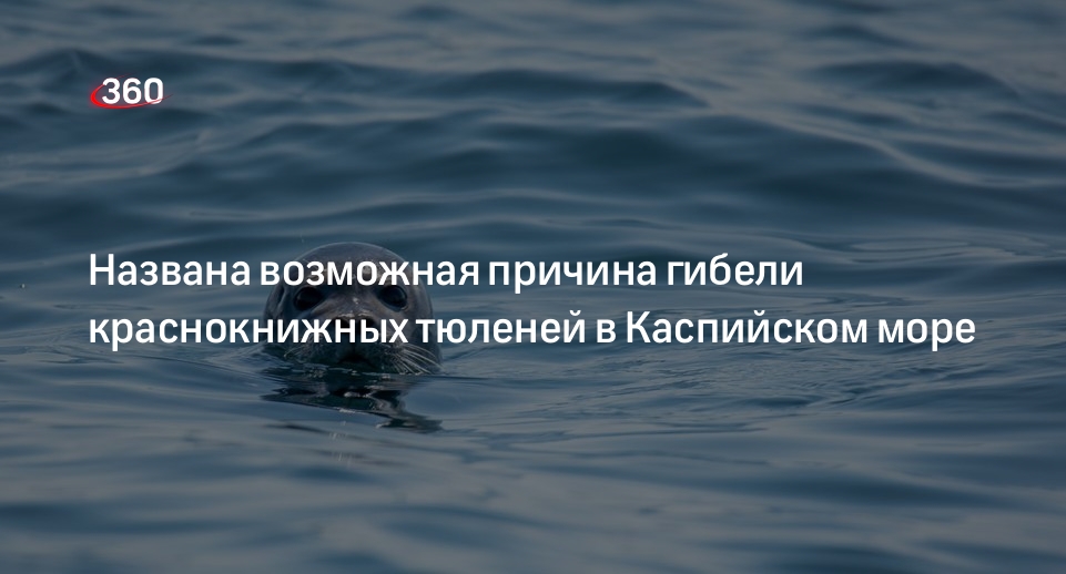 Океанолог Мухаметов: причиной гибели тюленей в Каспийском море мог стать выброс метана