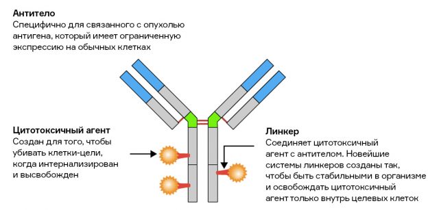 Химическое оружие, антитела и липидные пузырьки. Как ученые приручили токсины для борьбы с раком антитела, клетки, антител, время, Однако, которые, раковых, последовательности, когда, в том, ипритов, терапия, лечения, чтобы, только, клетках, людей, препарат, Кроме, клетка