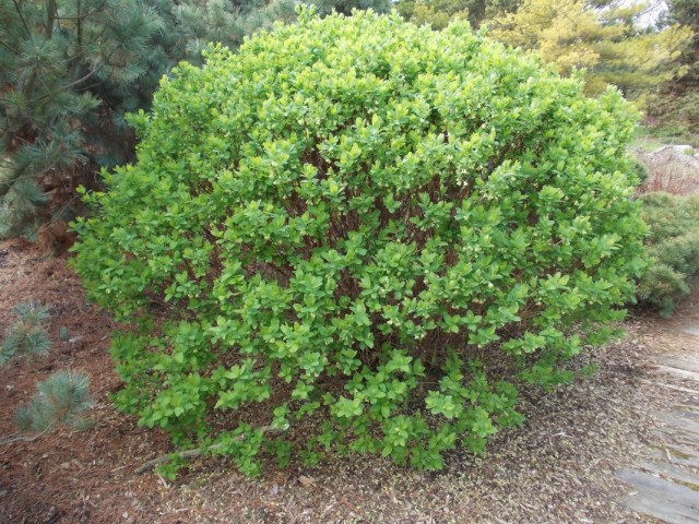 Куст жимолости голубой камчатской (Lonicera caerulea var. kamtschatica)