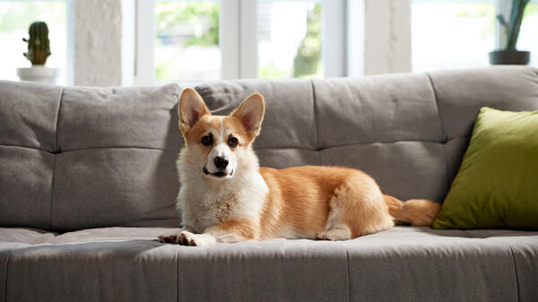 Как быстро вывести запах собачьей мочи с дивана или ковра — просто и эффективно - свежие новости на Toplenta по теме Мой дом - новости