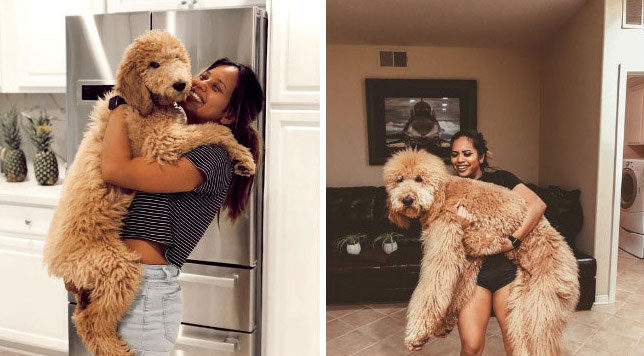 Фотографии людей со своими собаками, когда они были щенками и сейчас