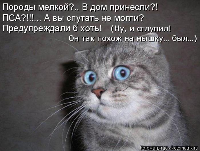 Котоматрица: Породы мелкой?.. В дом принесли?! ПСА?!!!... А вы спутать не могли? Предупреждали б хоть!  Он так похож на мышку… был…) (Ну, и сглупил!