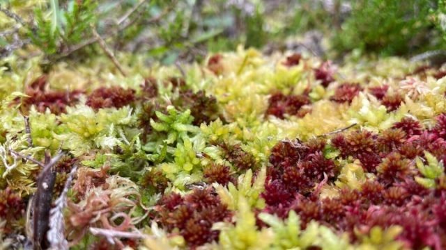 Разнообразие цветов сфагнума способно удивить: зеленый, красный, розовый и даже оранжевый. © highlandmoss  
