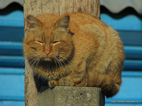 Наглые рыжие морды! животные, коты