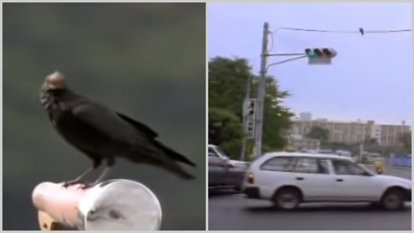 Видео: японские вороны бросают орехи под колеса машин, чтобы их расколоть