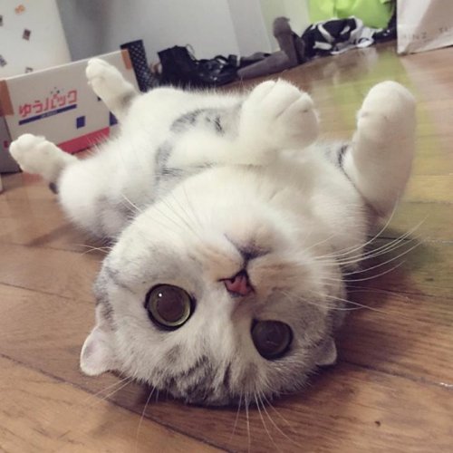 Кошка Хана с большими глазами, взявшая Instagram штурмом (24 фото) Кошка Хана с большими глазами, взявшая Instagram штурмом (24 фото)