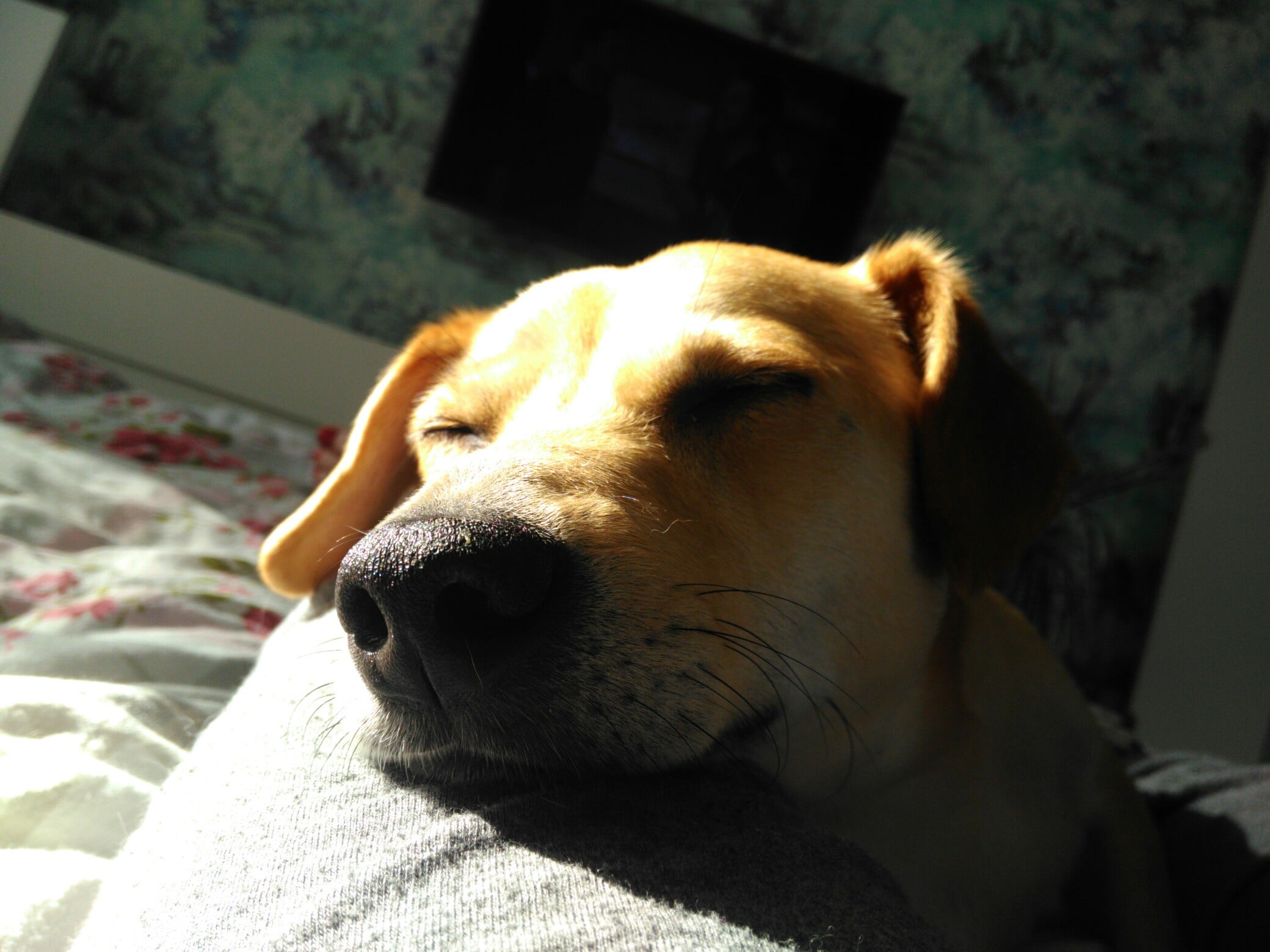 собака спит