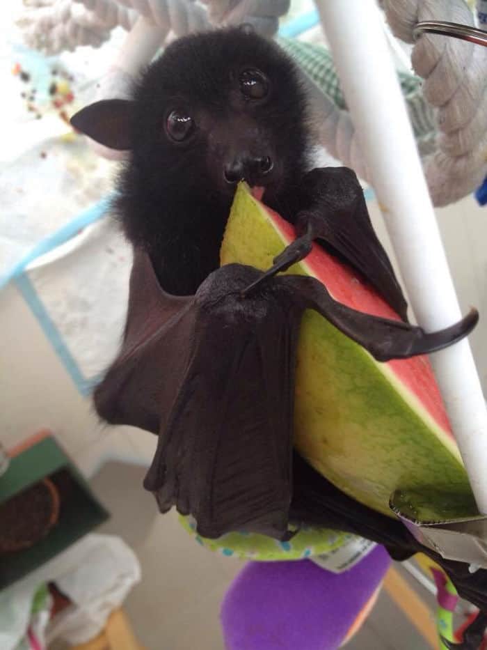 Adorable Bats