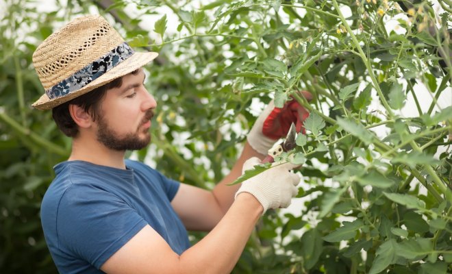 Что делать с листьями томата – обрезать или оставить на кусте?