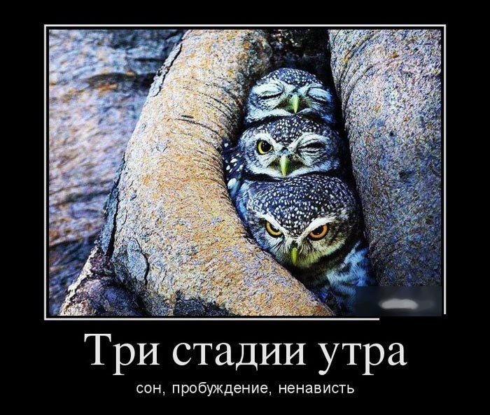 Подборка веселых демотиваторов на понедельник (12 фото)