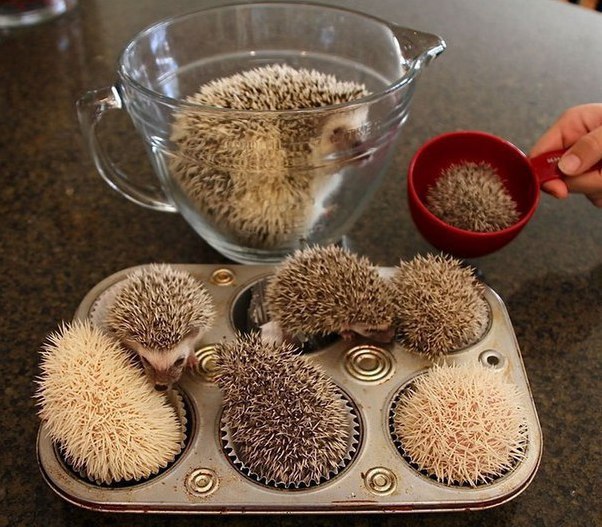 Позитивные и улыбчивые ежики Позитивные и улыбчивые ежики приколы,угарные фотки