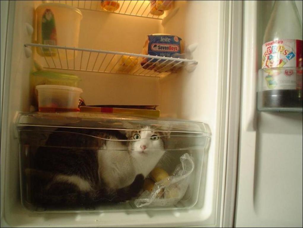 Фотография: Коты в холодильниках №30 - BigPicture.ru
