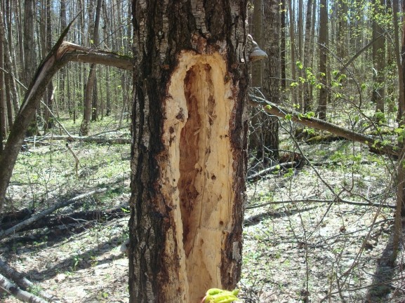 Ужасные последствия деятельности дятлов woodpecker did it, дятел, дятлова работа, на дерево без слёз смотреть нельзя