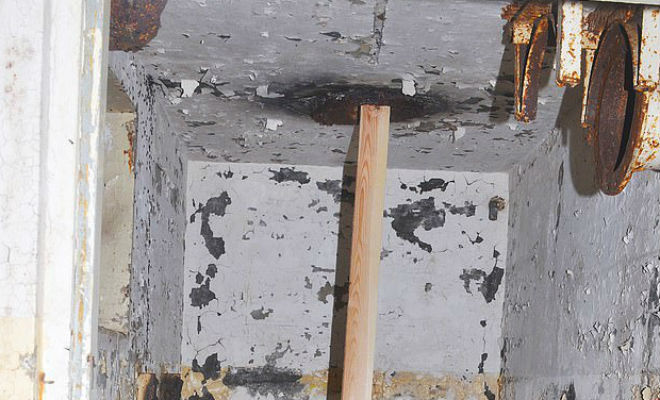 Миллионы муравьев-мутантов сбежали из ядерного бункера в Польше Культура