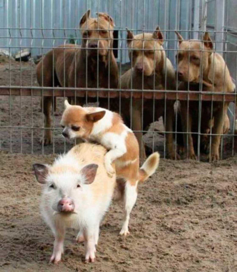 Ну, так, чисто поржать приколы, смешные фото, юмор