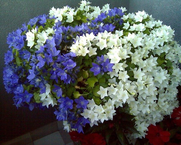 Комнатный цветок жених невеста 96 Комнатный цветок жених невеста 50
