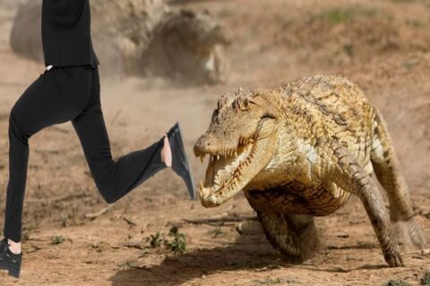 Почему люди делают зигзаг, когда бегут от крокодилов?