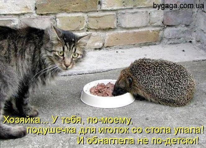 Веселые приколы с котами (11 фото)