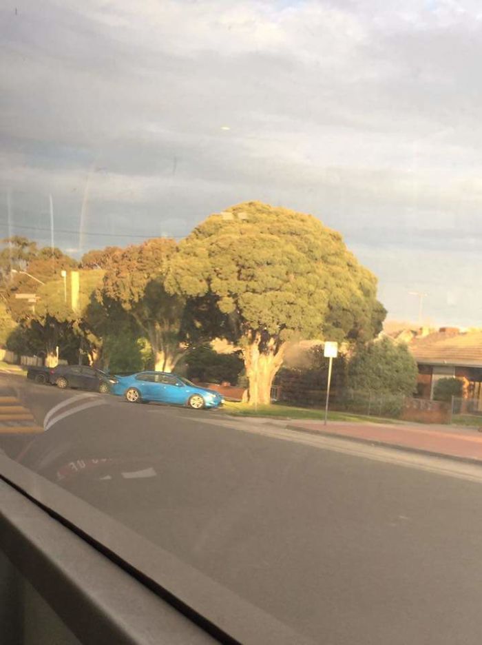 This Tree Looks Like Straight Up Broccoli