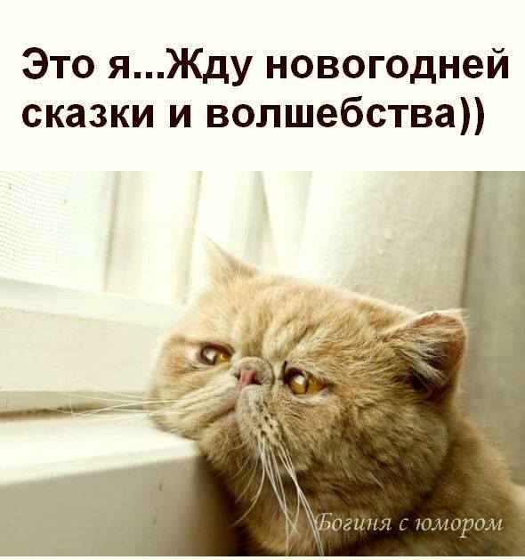 У бизнесмена спрашивают: - Это правда, что ваш кассир сбежал вместе с деньгами и вашей дочерью?... водки, только, Дорогая, правда, Продавец, забудь, вечером, пусть, когда, теперь, особенно, Хорошо, выпей, корпоратив, женился, Мужик, валяется, подрастет, детей, английскому