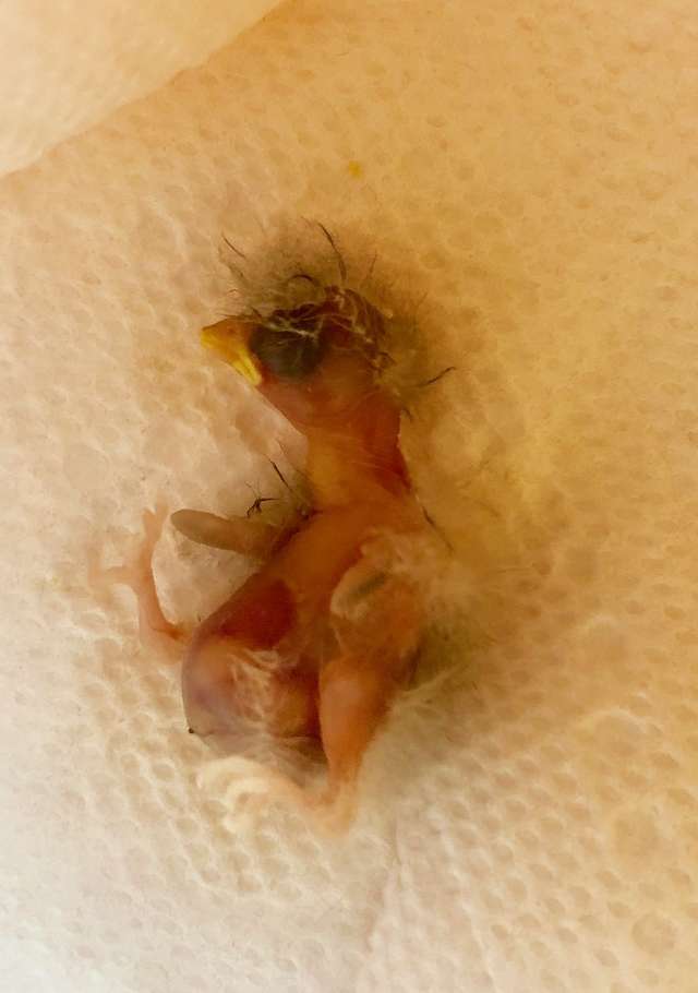 У крыльца женщины лежал новорожденный птенец, выпавший из гнезда... У крыльца женщины лежал новорожденный птенец, выпавший из гнезда...