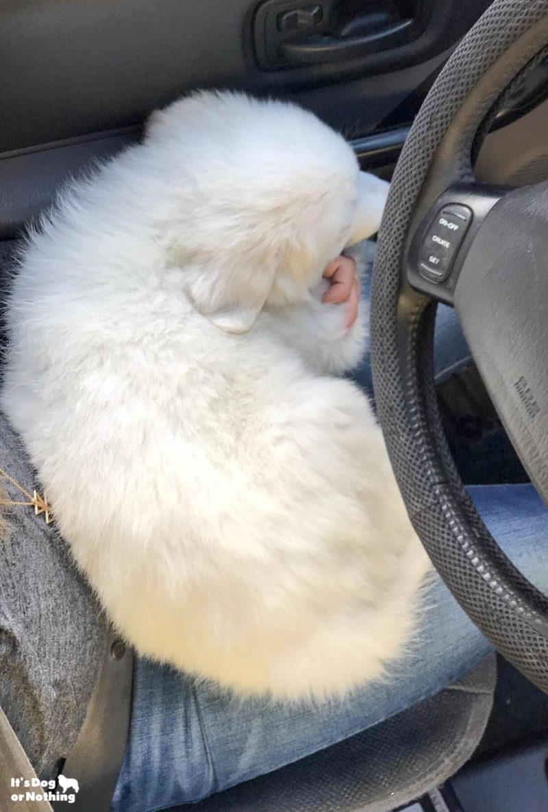 Kiska, our Great Pyrenees puppy, at 10 weeks.