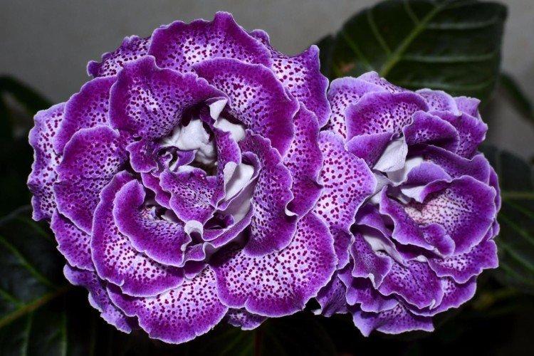 Фиолетовый комнатный цветок название с фото