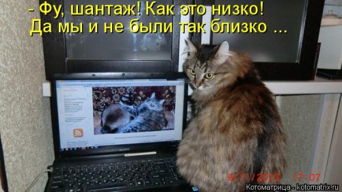 Свежая котоматрица для всех (31 шт)