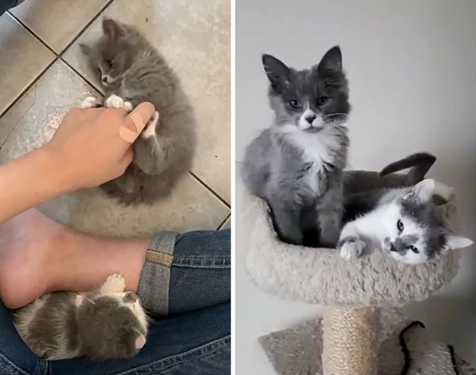 Без кота и жизнь не та