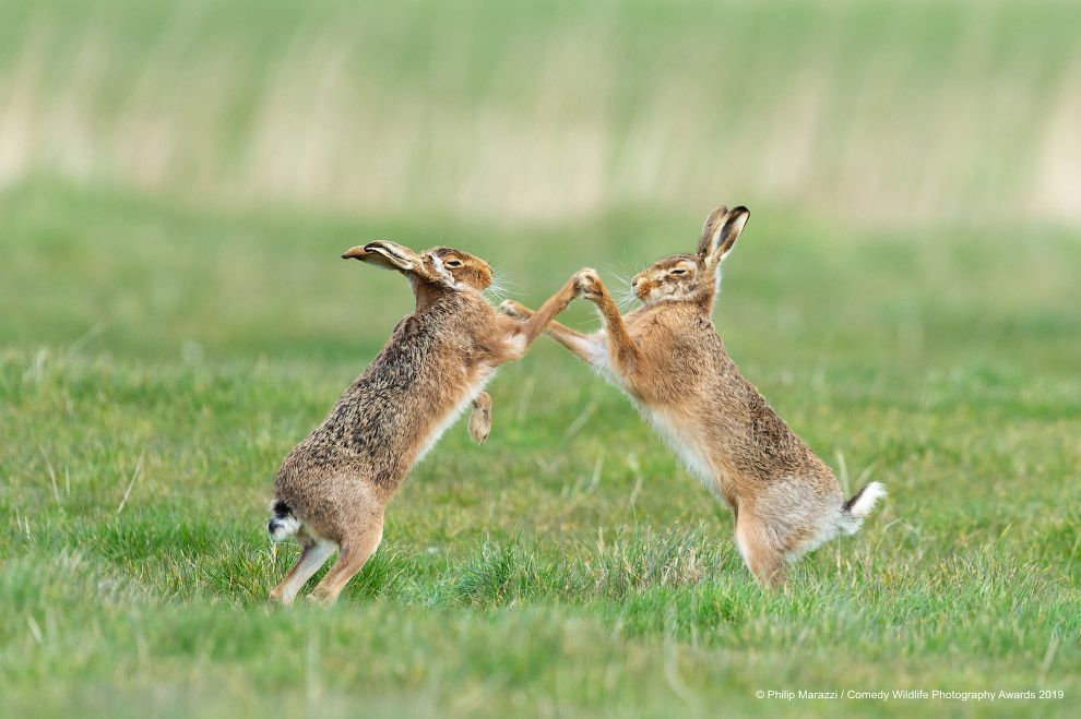 Фотографии финалистов Comedy Wildlife Photography Awards 2019