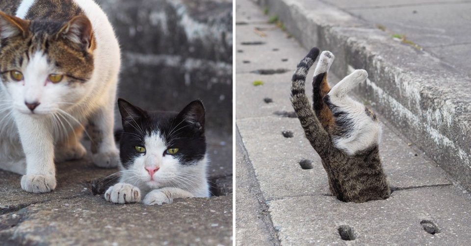 бездомный кот
