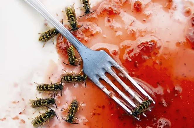 Небанальный, но доказанный наукой способ. Как отвадить осу от вашего стола?