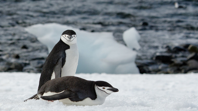 Невероятная Антарктика от Кайла Анстея 