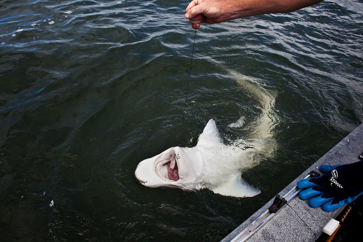 Рыбалка на акулу  (Фото   nolanfans.com)