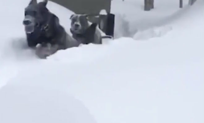 Пес пришел другу на помощь и проложил дорогу через сугробы