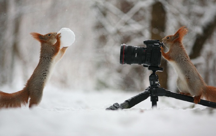Фотосессия играющихся бельчат. Фотограф Вадим Трунов (Vadim Trunov). Терпение, шишки и орешки помогли ему привлечь к съёмке таких очаровательных моделей. Милейшие белки в кадре