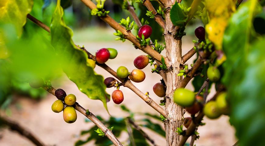 Как получить урожай кофе в собственной квартире? дерево, кофейное, растение, почвы, несколько, часть, ягоды, особенно, летом, весной, комнатной, песок, непременно, осени, хорошем, должен, части, период, фосфора, почву