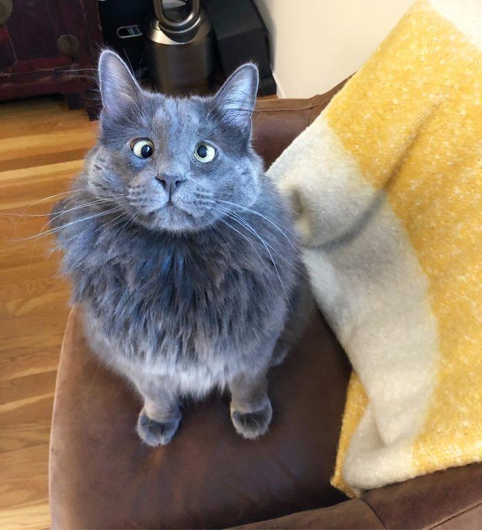 Люди вынуждены работать дома из-за карантина и вот как питомцы им помогают 