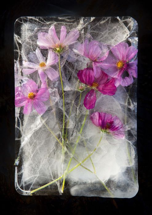 Когда замирает время: фотографии цветов, замороженных в ледяных глыбах