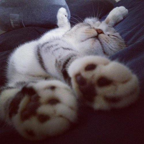 Кошка Хана с большими глазами, взявшая Instagram штурмом (24 фото) Кошка Хана с большими глазами, взявшая Instagram штурмом (24 фото)