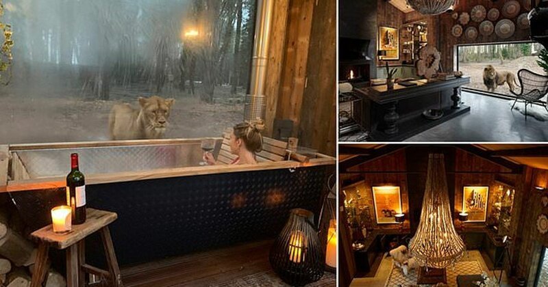 Отдых с видом на львов: первый в мире отель посреди заповедника львы,отель,экстрим