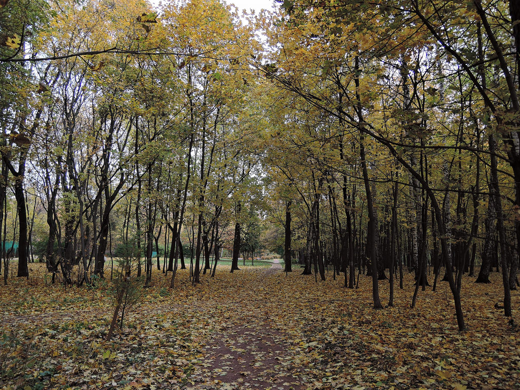 Осень парк сокольники