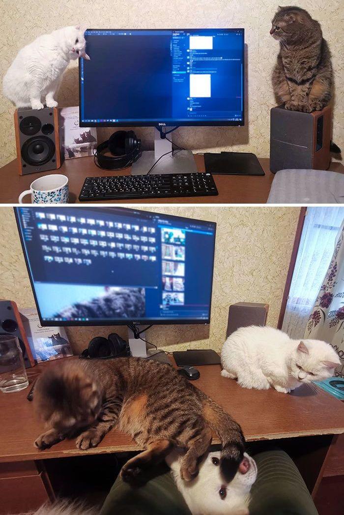 Люди вынуждены работать дома из-за карантина и вот как питомцы им помогают 