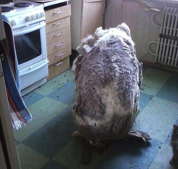 neglected-dog-2