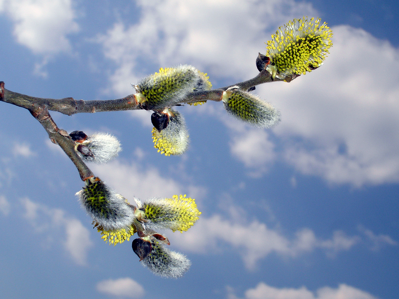 �������� �������� �����, ����