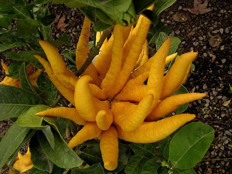 Самые жуткие растения в мире, которые растут, возможно, у вашего дома Самые жуткие растения в мире, которые растут, возможно, у вашего дома природа,растения,цветы