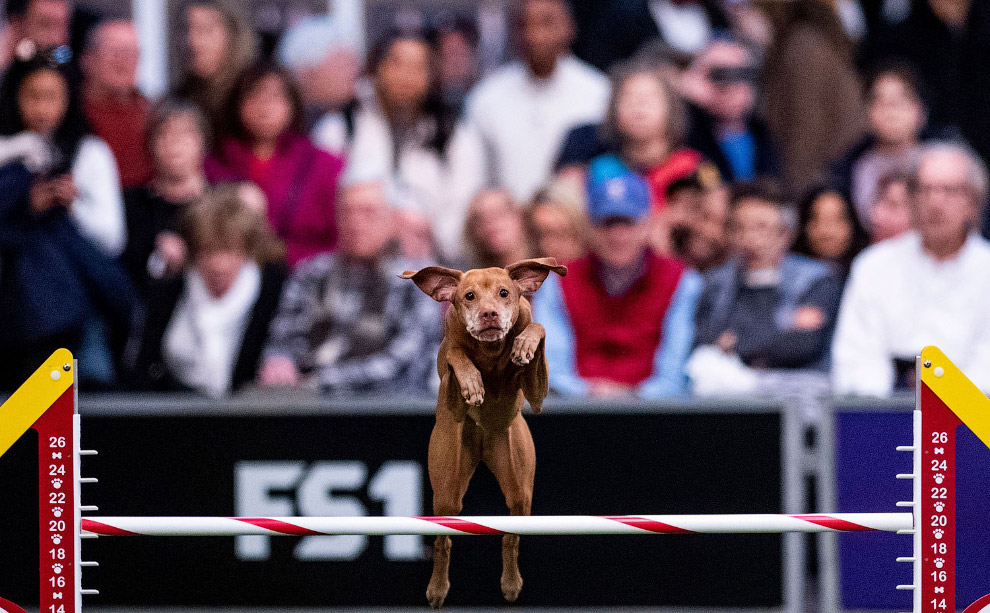 В США прошла знаменитая выставка собак Westminster Kennel Club 2020