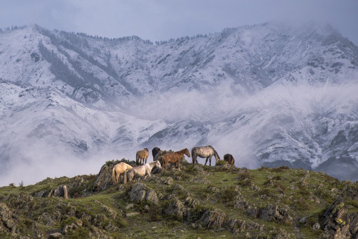 Пастбища, которые в различных горных районах имеют свои особенности. Автор фотографии: Старостенков Дмитрий Михайлович.